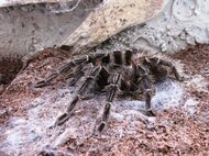 Lasiodora parahybana patrí medzi najväčšie druhy pavúkov (Brazília)